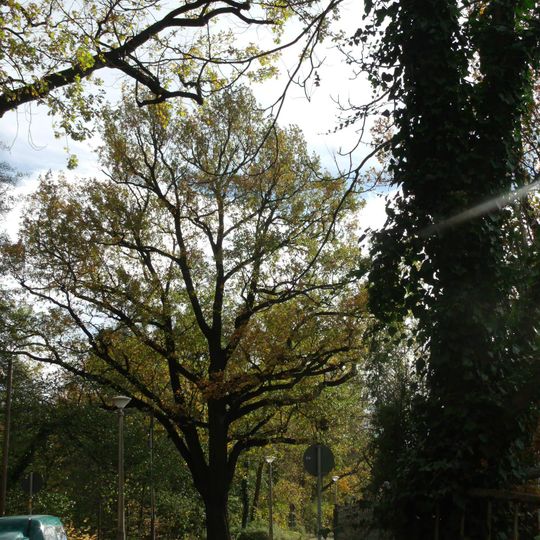 Naturdenkmal [[Eichen