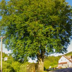 Buk v Bečově nad Teplou