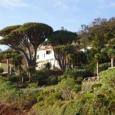 Núcleo dos Dragoeiros