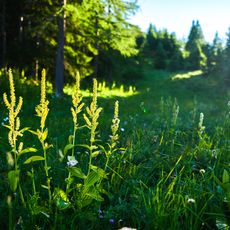 Oasi xerotermica di Puys - Beaulard