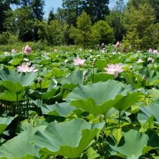 Kenilworth Park and Aquatic Gardens