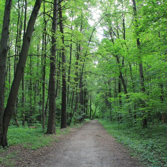 Forêt de Bitsevski