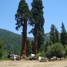 Alder Creek Grove