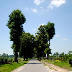Aleja lipowa do folwarku Izabelin