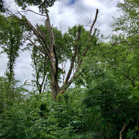 Buche von Niedenstein