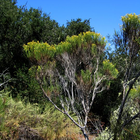 Los Osos Oaks State Natural Reserve