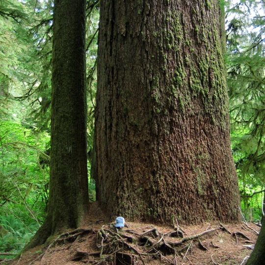 Valley of the Giants