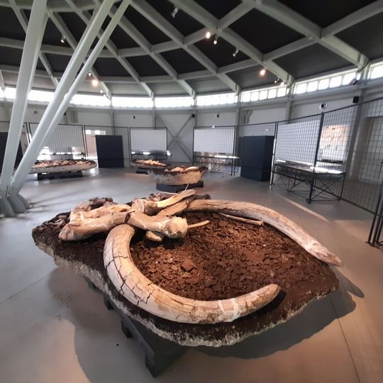 Museo Paleontologico Luigi Boldrini