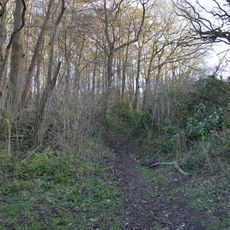 Benington High Wood