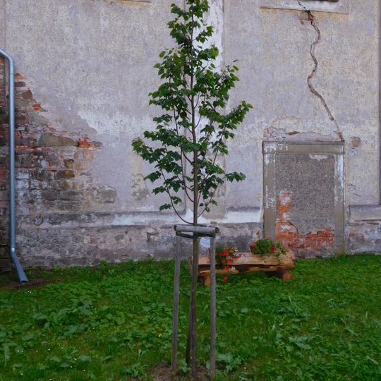 Republic Tilia in Fořt