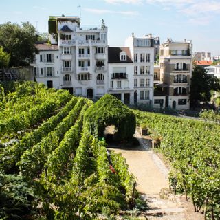 Vignes de Montmartre