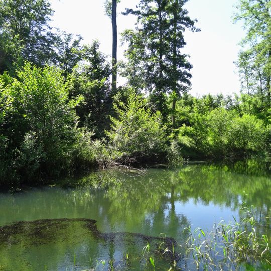 Auenwälder und Feuchtwiesen westlich von Ötigheim