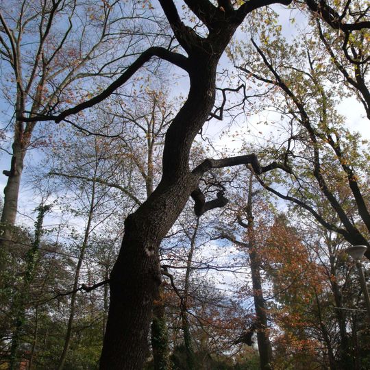 Naturdenkmal [[Eichen