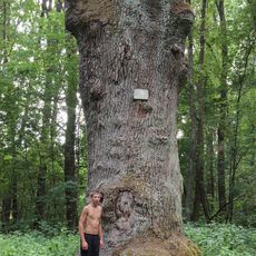 Old oak botanical natural monument