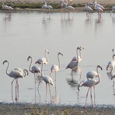 Al-Wathba Wetland Reserve
