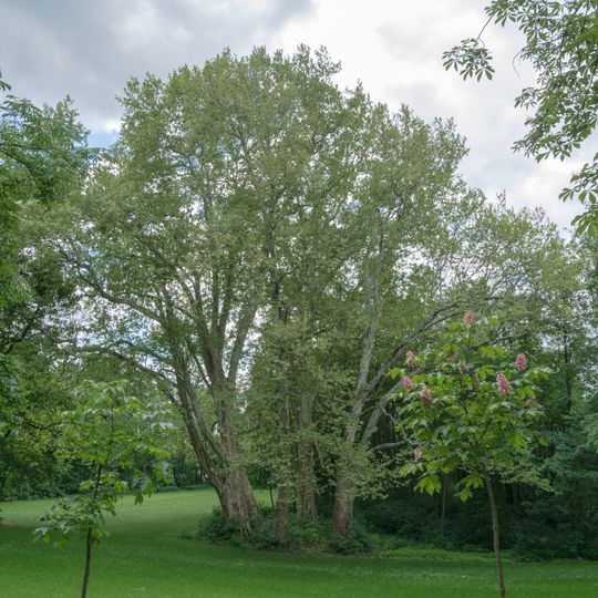 Platanengruppe Schlosspark Ebelsberg