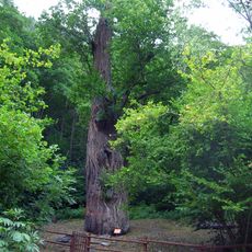 Castagno secolare di Derby