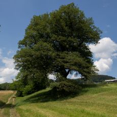 Zwei Eichen in Tiefgraben
