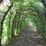Tunel Drzewny Haut-Maret