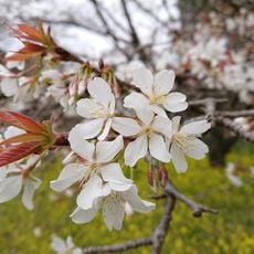 魚見桜
