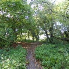 Cocksherd Wood