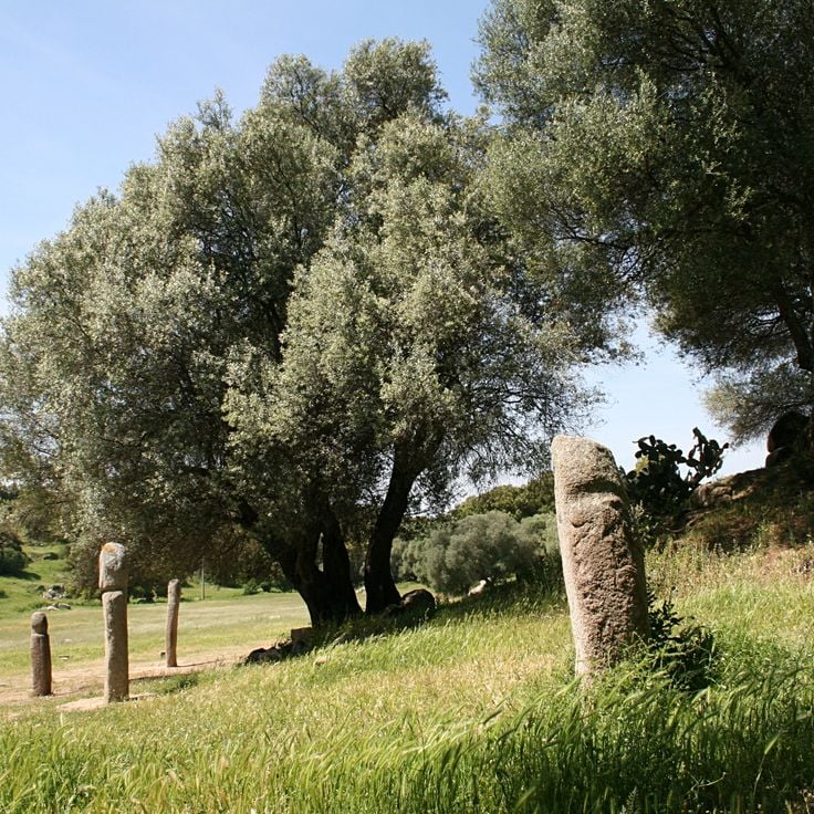 Menhir de Filitosa