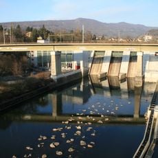 Limmat plant