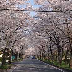 幸手総合公園
