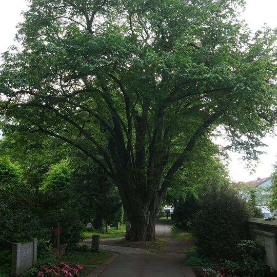 Weißbuche Maichinger Friedhof