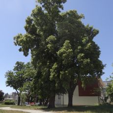 Lípa malolistá a javor mléč u čp. 119