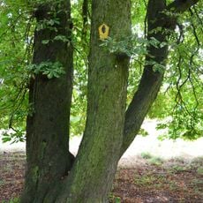 Naturdenkmal Gemeine Roßkastanie Park, östlich anschließend an die Ortslage (unmittelbar neben der „vielstämmigen Kastanie“) in Blumberg