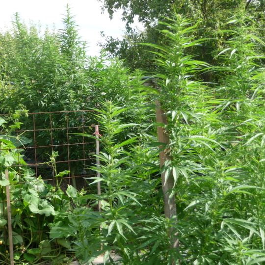 Arboretum des Quintes