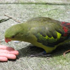 Flying High Bird Sanctuary