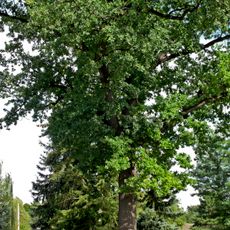 Naturdenkmal  [[Eichen|Eiche]]-[[Stieleiche]] (''Quercus robur'') Friedensplatz, Nähe Hausnummer 11 und Gallinchener Hauptstraße Nr. 44 in Gallinchen