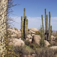 Baja California