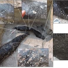 Estructura del Kalambo