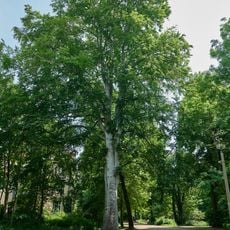 Rot-Buche 4 Schlosspark Niederschönhausen