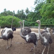 Desaru Ostrich Farm