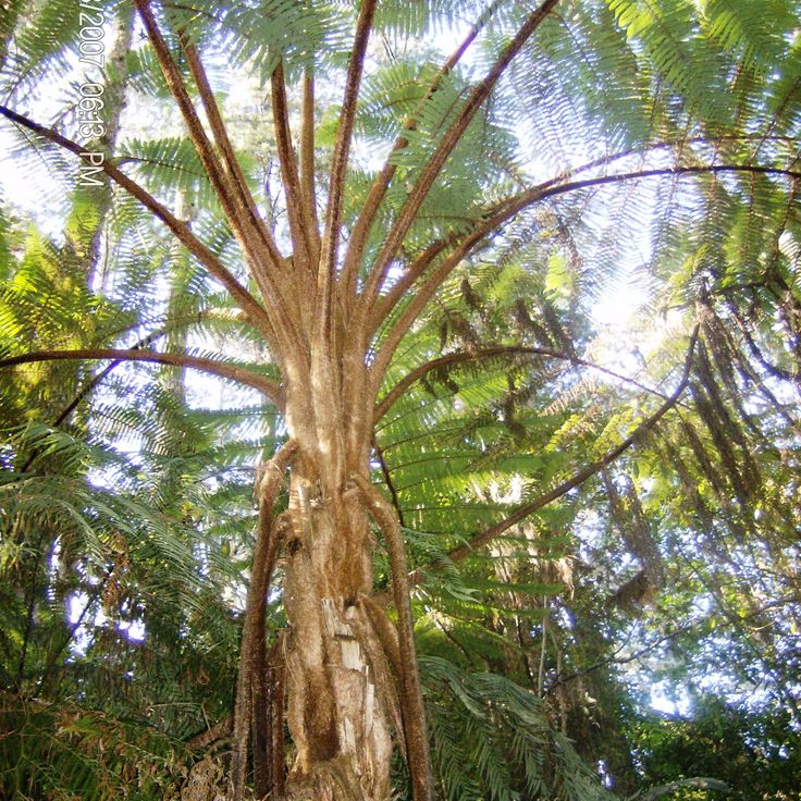 Parc national Cusuco
