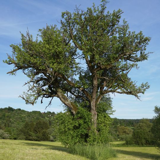 Birnbäume und Eiche