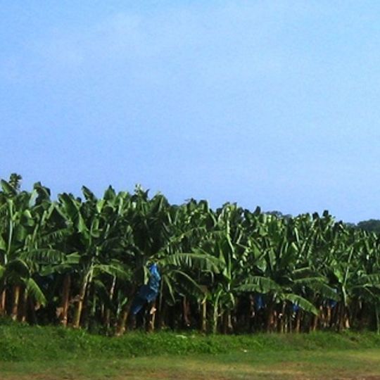 Zona Bananera