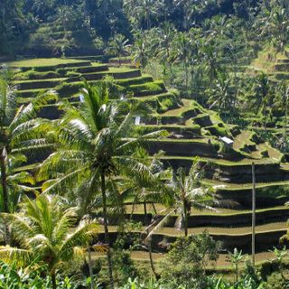 Kulturlandschaft auf Bali: Subak Bewässerungssystem