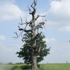 Tree near Myslibořice