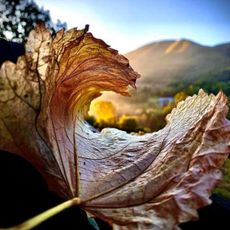 Monte Spigolino - Monte Gennaio