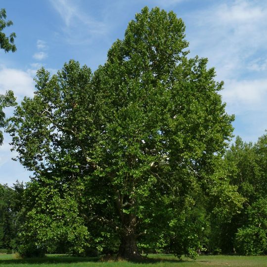 Platan v Podzámecké zahradě