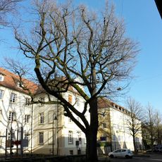 1 Eiche beim Finanzamt Turniergraben