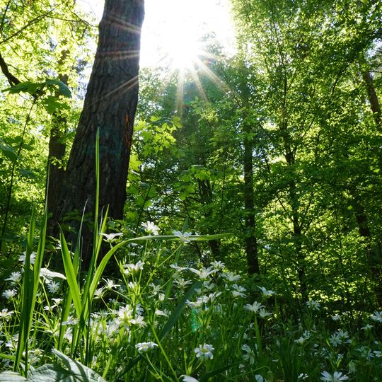 Naturschutzgebiet Untere Fasanerie von Klein-Auheim