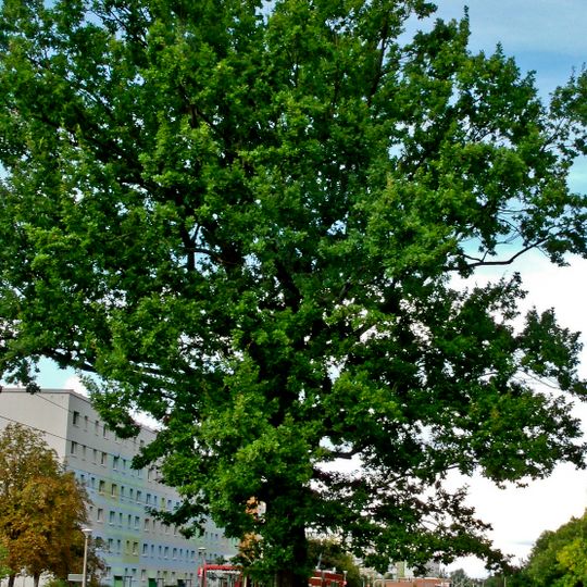 Naturdenkmal [[Eichen