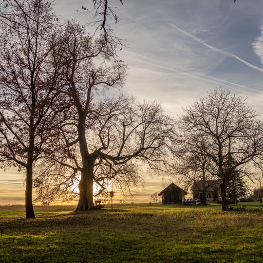 Lípa u Hřebecké lesovny