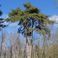 Tree shrine, tree